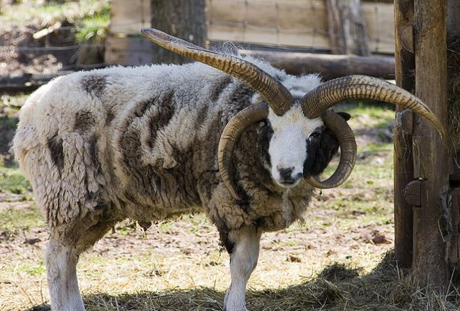 Jacob’s Sheep: Genetics and Epigenetics in the Torah | Mayim Achronim